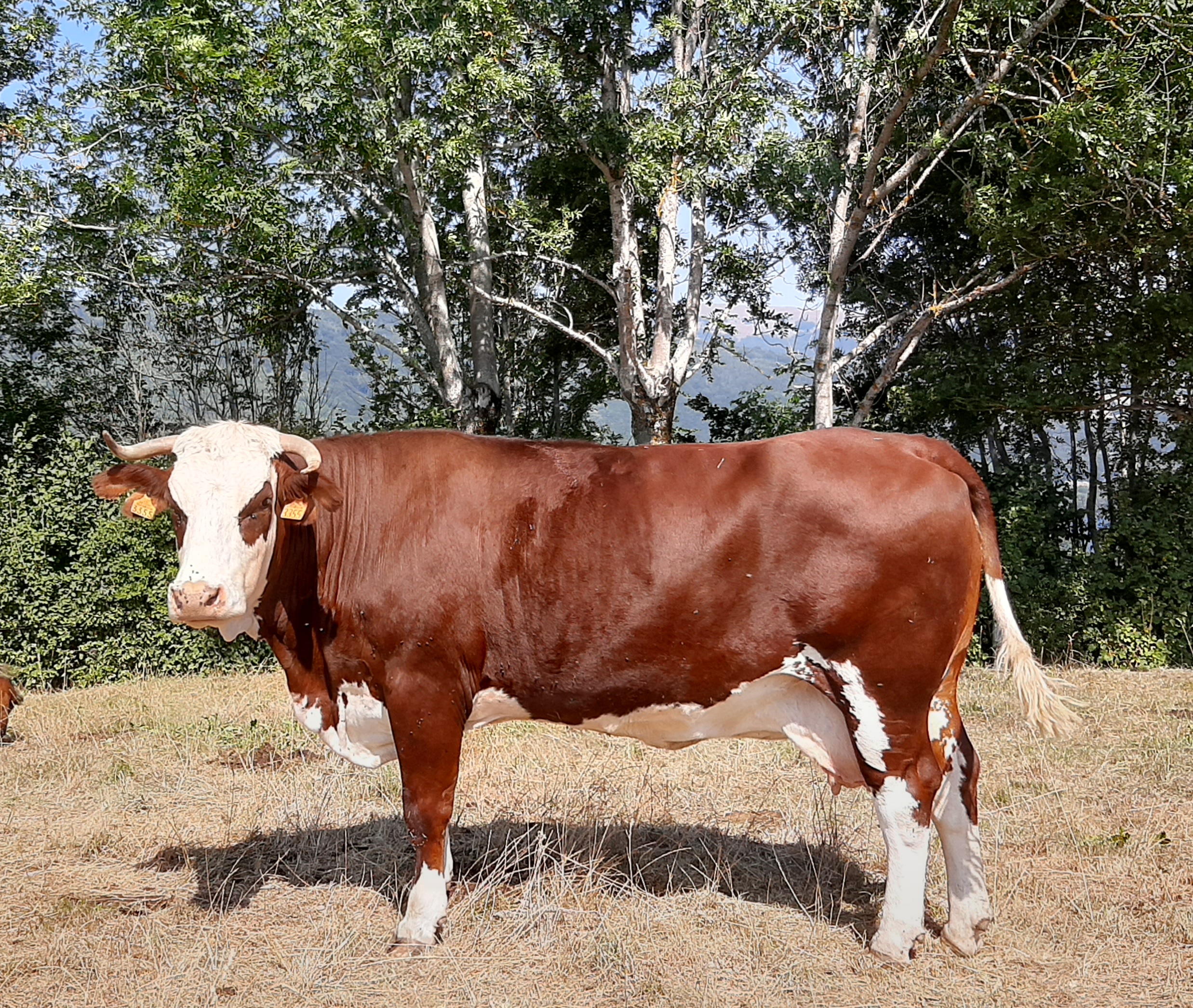 Troupeau GAEC Normand